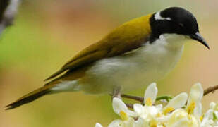 White-throated Honeyeater