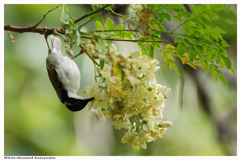 White-throated Honeyeater