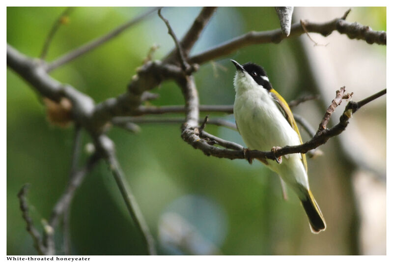 White-throated Honeyeateradult