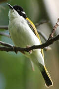 White-throated Honeyeater