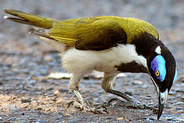 Blue-faced Honeyeater