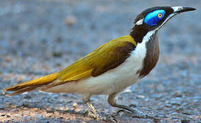 Blue-faced Honeyeater