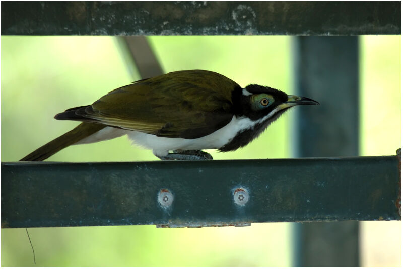 Blue-faced Honeyeaterimmature