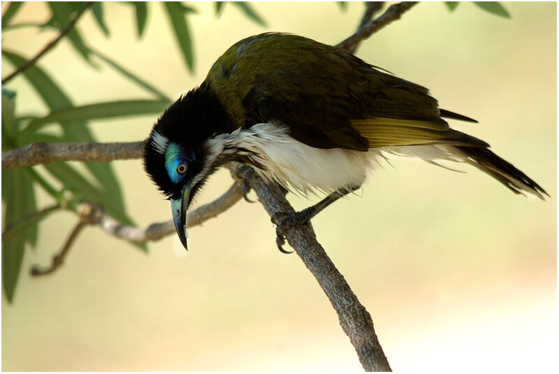 Blue-faced Honeyeatersubadult