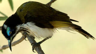 Blue-faced Honeyeater