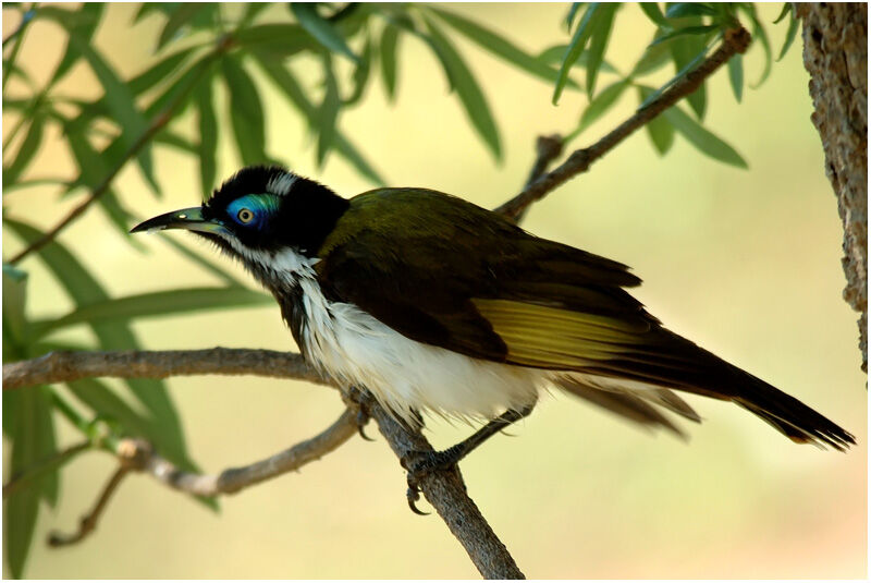 Blue-faced Honeyeateradult