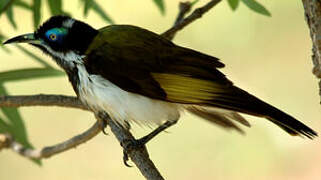 Blue-faced Honeyeater