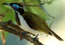 Blue-faced Honeyeater