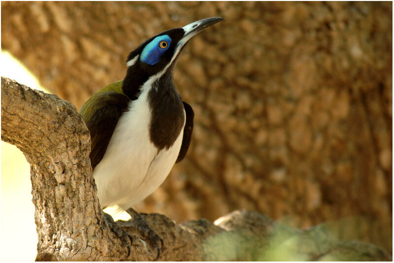 Blue-faced Honeyeateradult