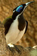 Blue-faced Honeyeater