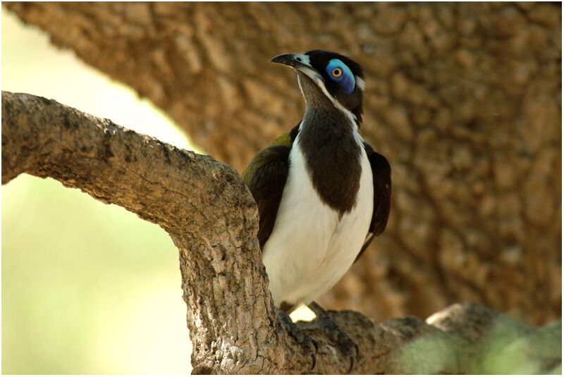 Blue-faced Honeyeateradult