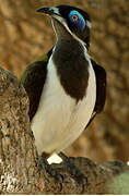 Blue-faced Honeyeater