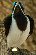 Blue-faced Honeyeater