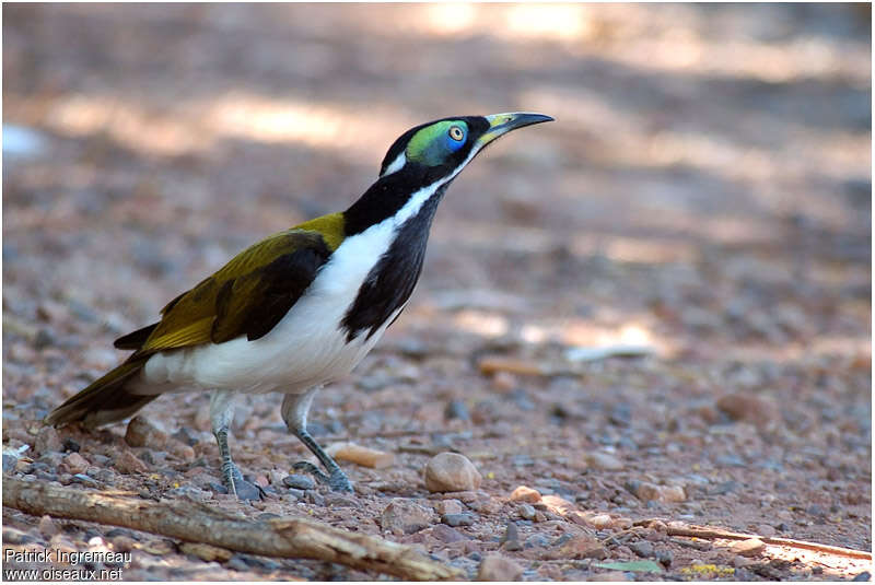 Blue-faced Honeyeatersubadult