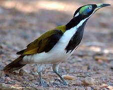 Blue-faced Honeyeater