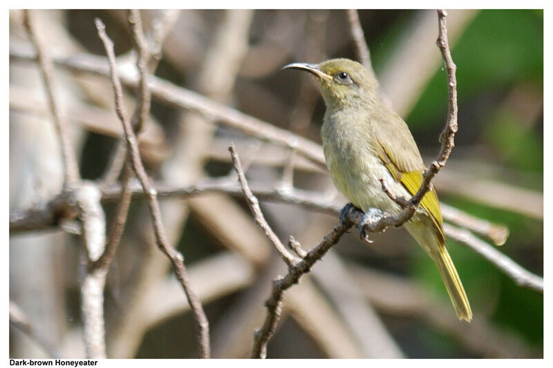 Grey-eared Honeyeateradult