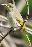 Grey-eared Honeyeater