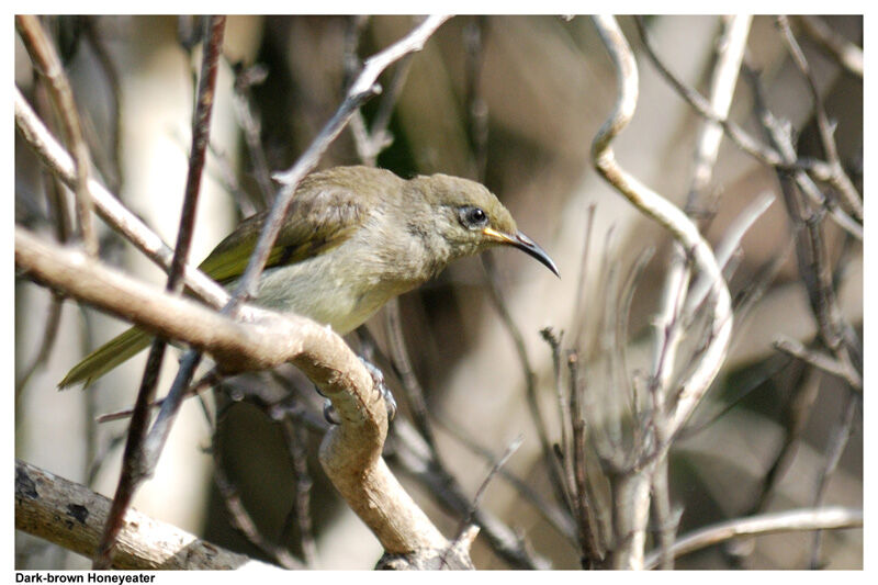 Grey-eared Honeyeateradult