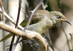 Grey-eared Honeyeater