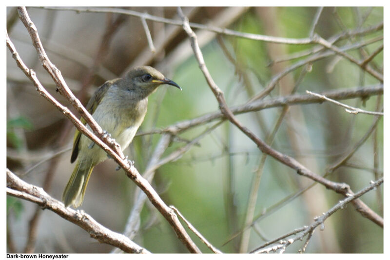 Grey-eared Honeyeateradult