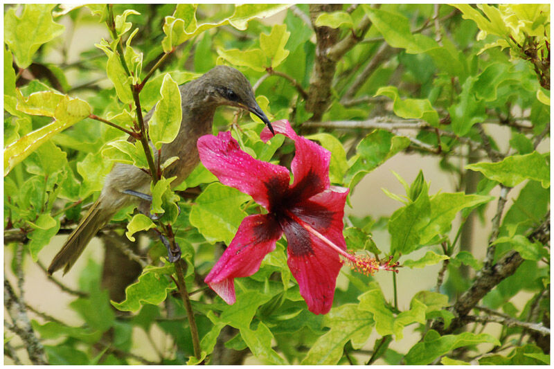 Grey-eared Honeyeateradult