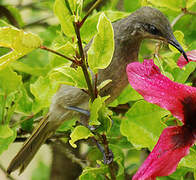 Grey-eared Honeyeater