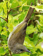 Grey-eared Honeyeater