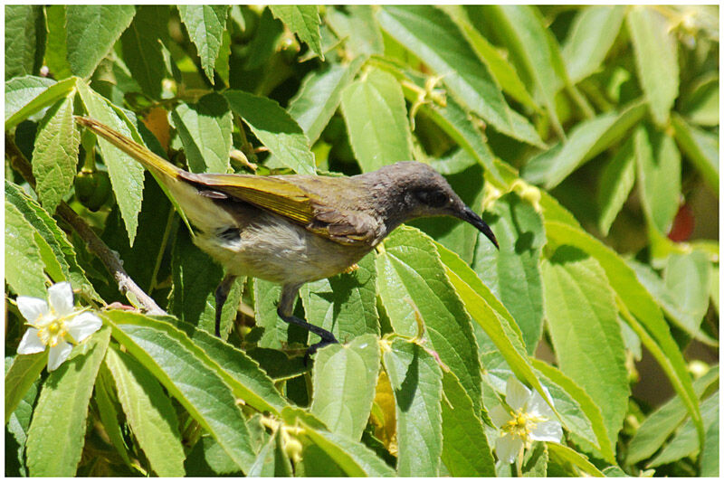 Grey-eared Honeyeateradult