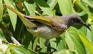 Grey-eared Honeyeater