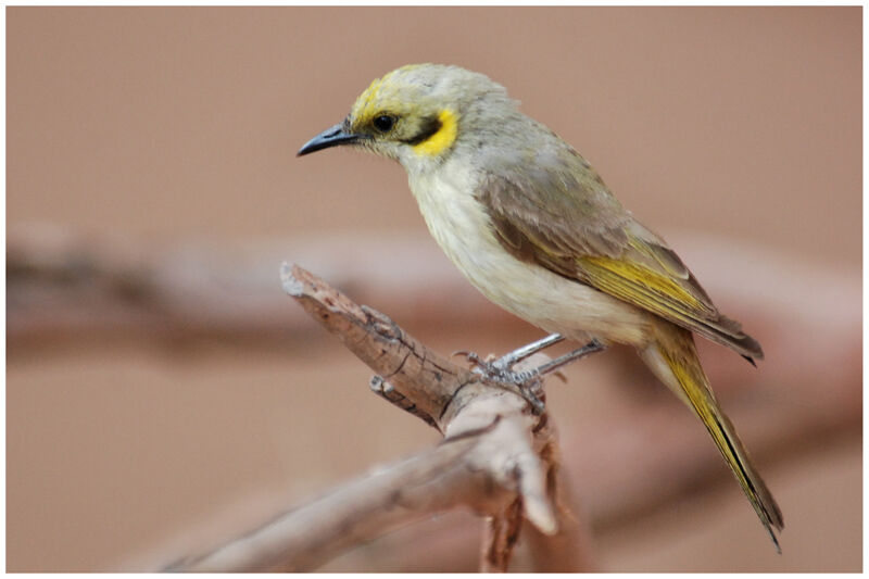 Grey-fronted Honeyeateradult