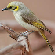 Grey-fronted Honeyeater