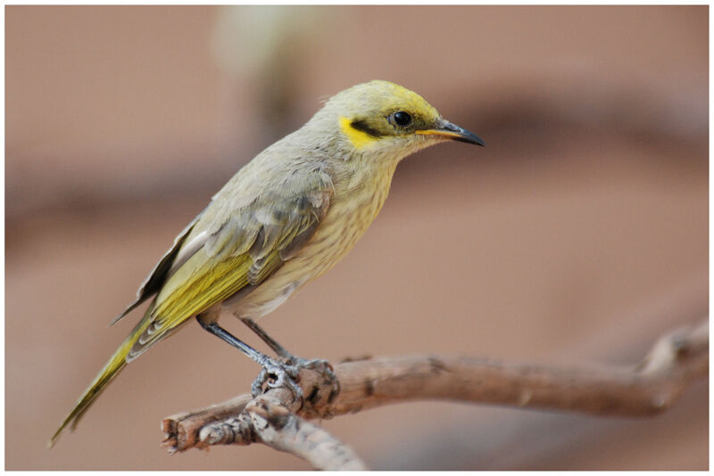 Grey-fronted Honeyeaterjuvenile