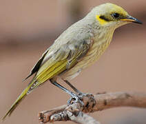 Grey-fronted Honeyeater