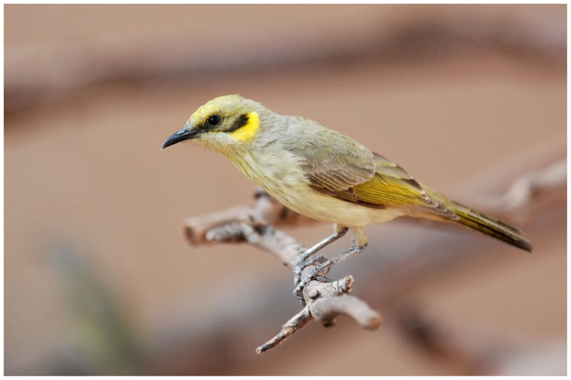 Grey-fronted Honeyeateradult