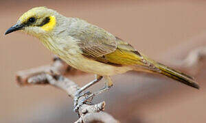 Grey-fronted Honeyeater