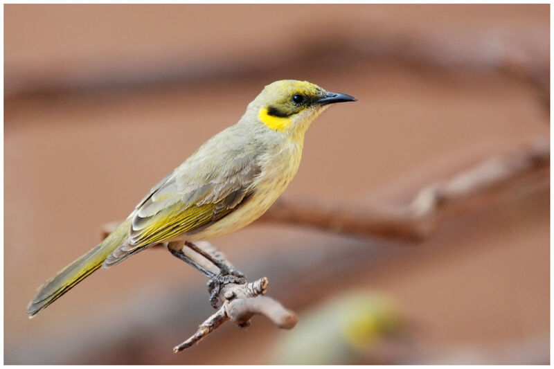 Grey-fronted Honeyeateradult