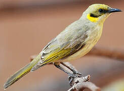 Grey-fronted Honeyeater