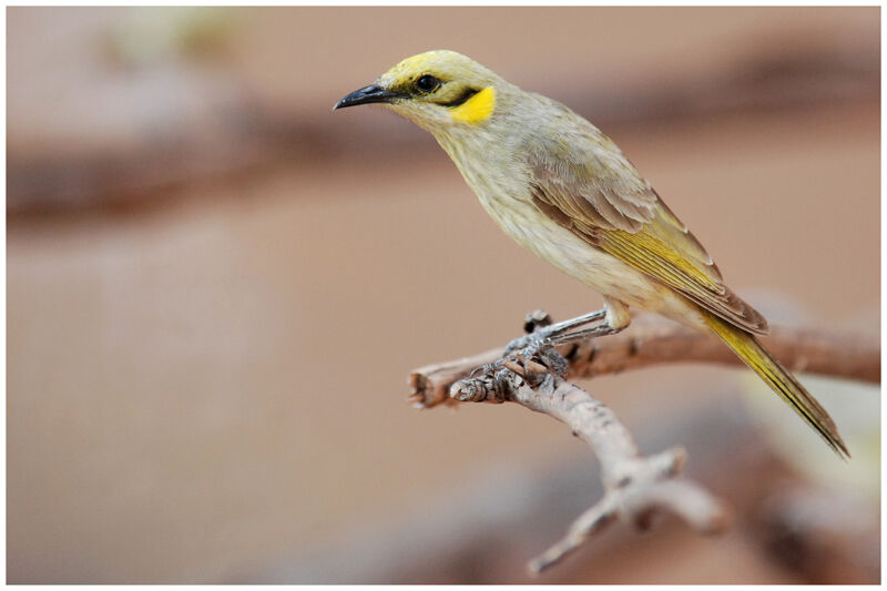 Grey-fronted Honeyeateradult