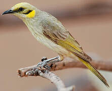 Grey-fronted Honeyeater