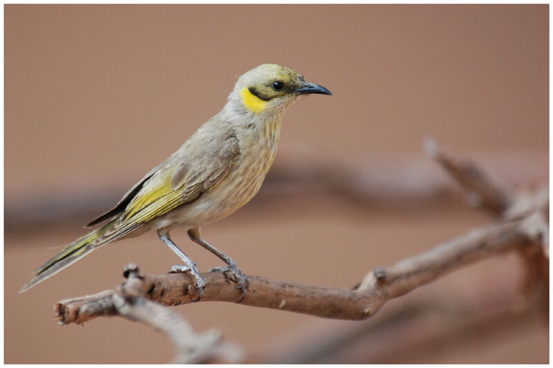 Grey-fronted Honeyeateradult