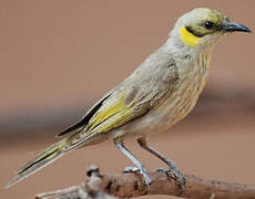 Grey-fronted Honeyeater