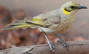 Grey-fronted Honeyeater