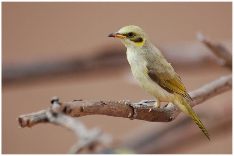 Grey-fronted Honeyeaterjuvenile