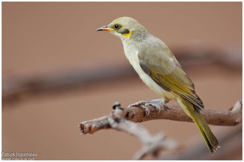 Grey-fronted Honeyeaterjuvenile