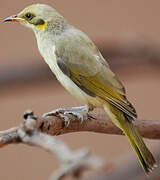 Grey-fronted Honeyeater