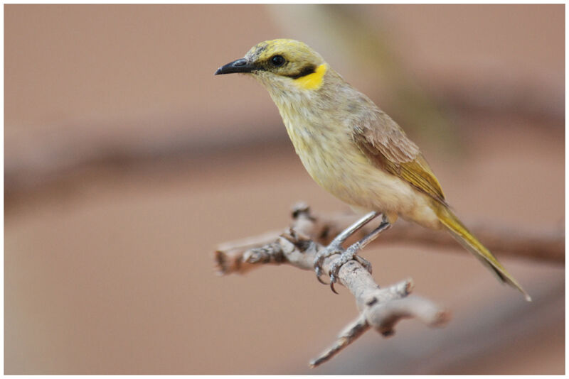 Grey-fronted Honeyeateradult