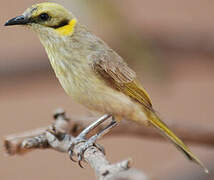 Grey-fronted Honeyeater