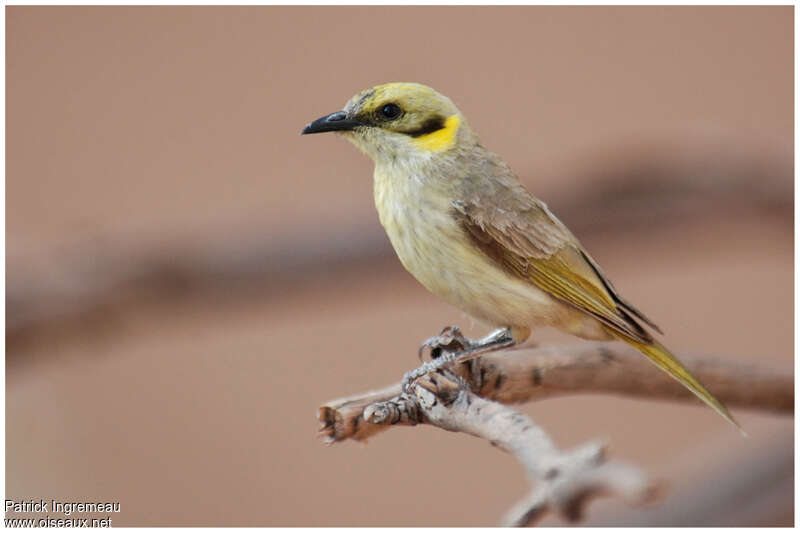 Grey-fronted Honeyeateradult, identification