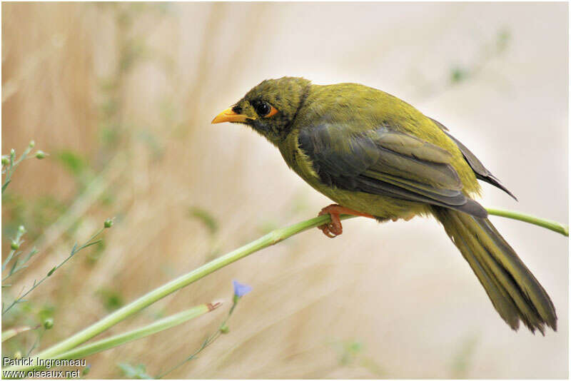 Bell Mineradult, identification