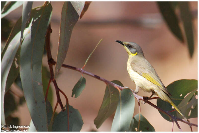 Grey-headed Honeyeateradult